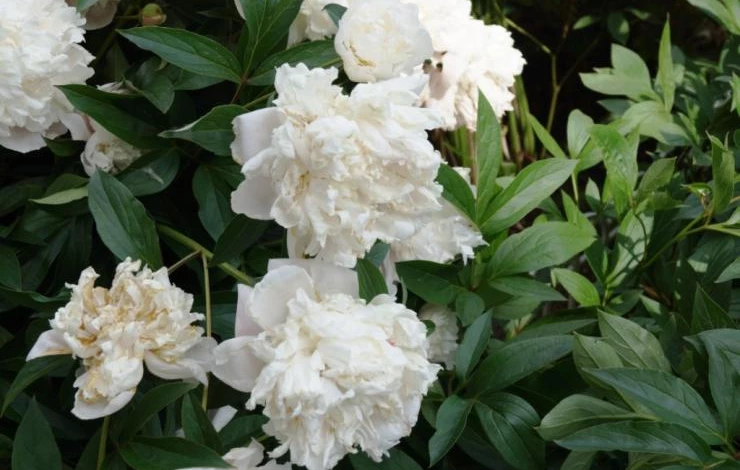 пионы осенью видео