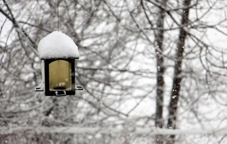 что делать в январе в саду