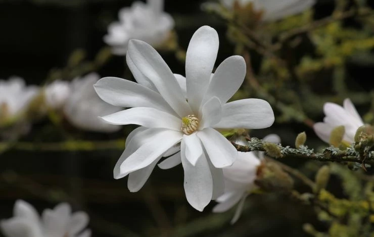 магнолия в подмосковье видео