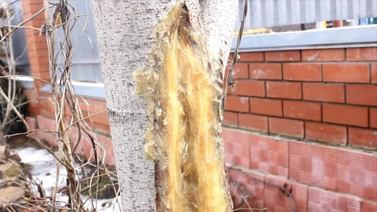 морозобоины на деревьях