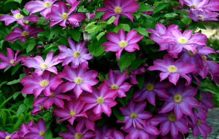 clematis