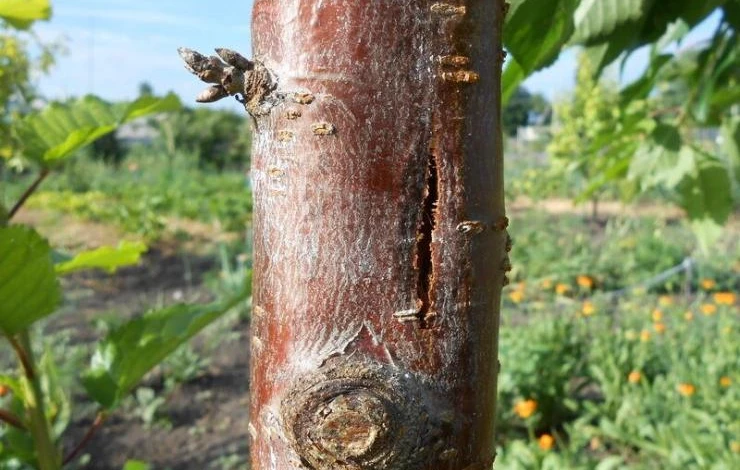 чем болеет кора яблони