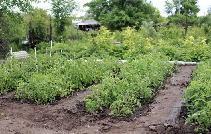 Что делать в саду и огороде в июне