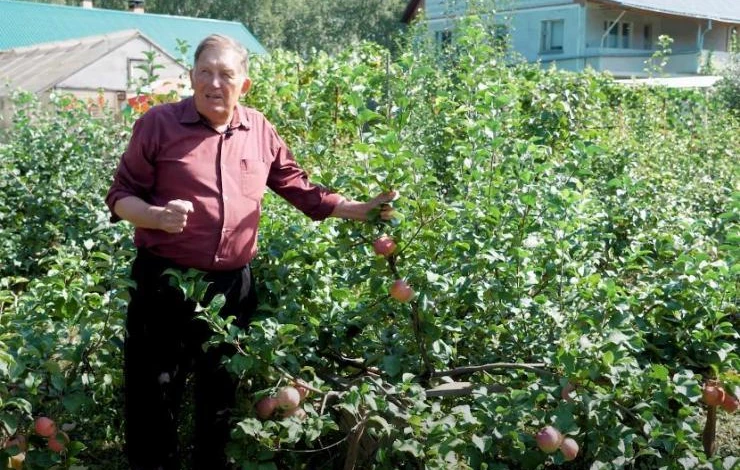 Стелющиеся яблони в Сибири