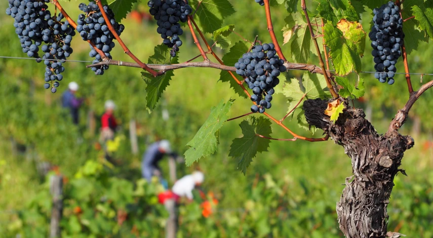 Формы винограда