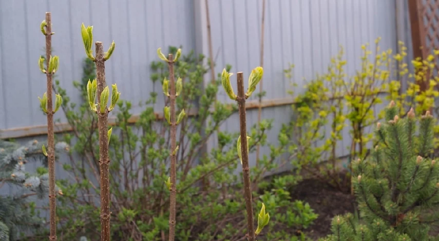 лунный календарь на неделю