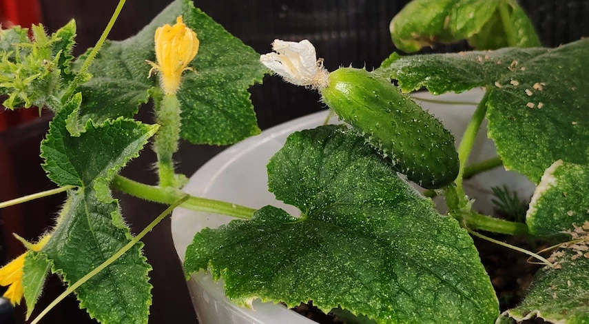 посадка огурцов