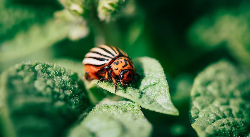 колорадский жук