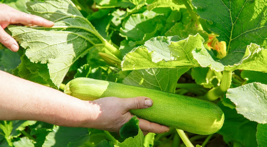 посадка кабачков в мае