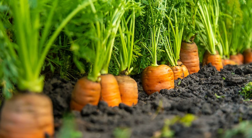 посев моркови в мае