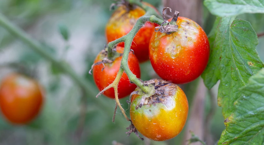 фитофтора томатов