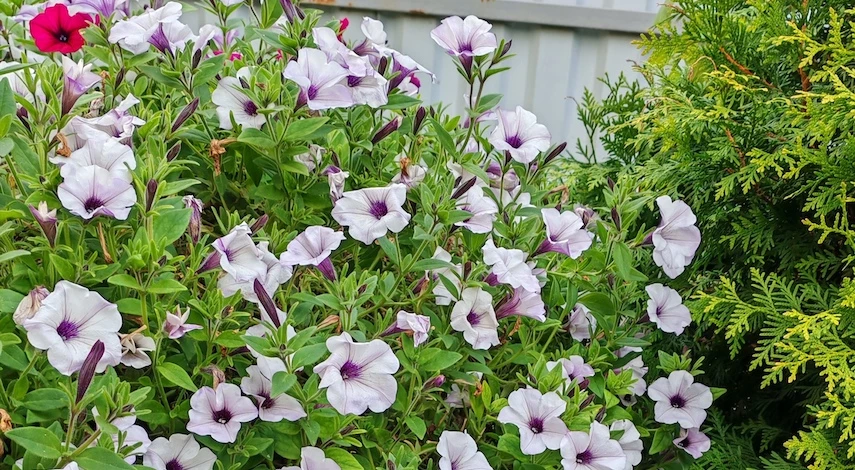 уход за петунией