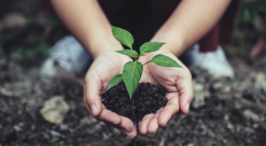 Что сажать в июне