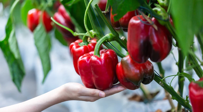 посадка перца 