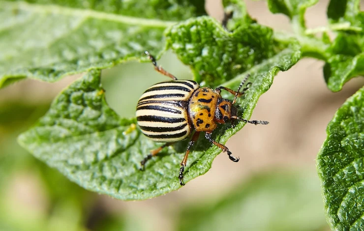 борьба с колорадским жуком