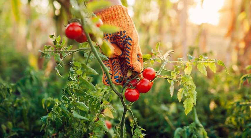 формировка томатов