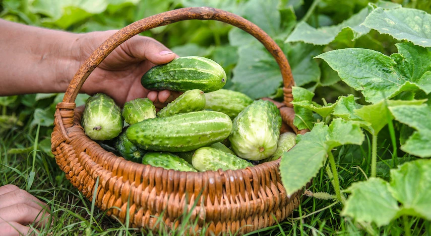 когда сажать огурцы в мае 2025