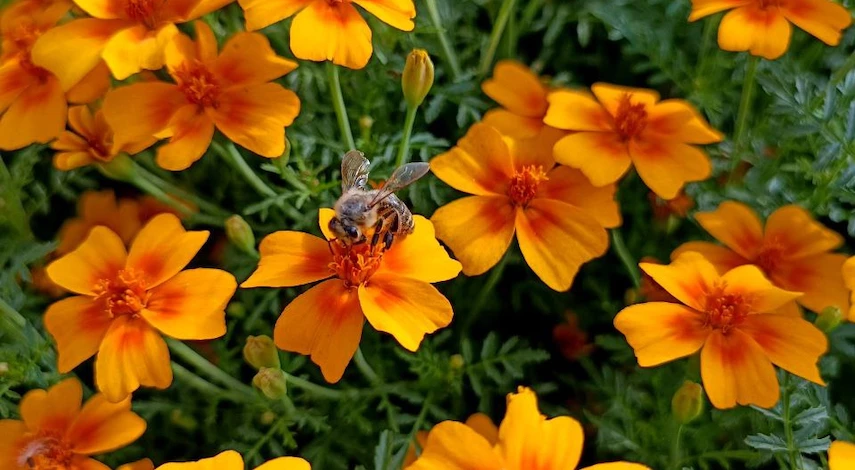 посев цветов в июне