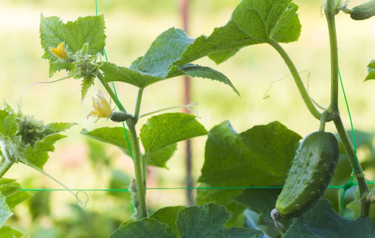 мучнистая роса на огурцах