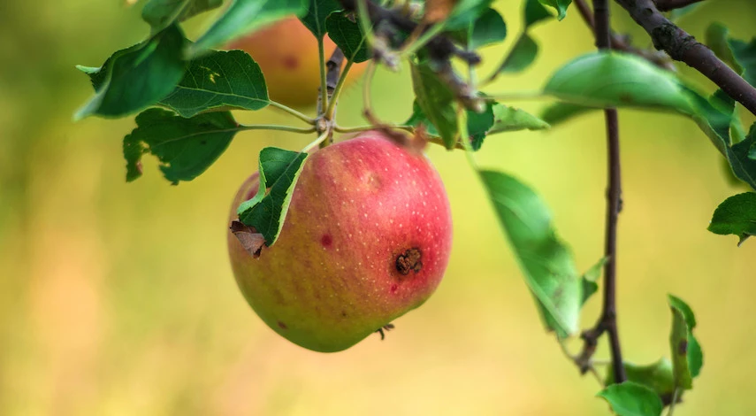 яблонная плодожорка