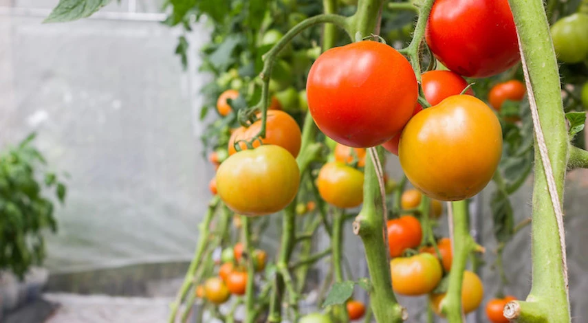 помидоры в теплице жара