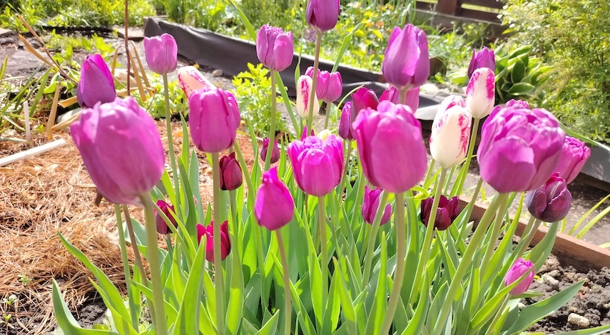 тюльпаны в контейнере