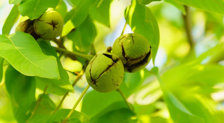 грецкий орех выращивание и уход