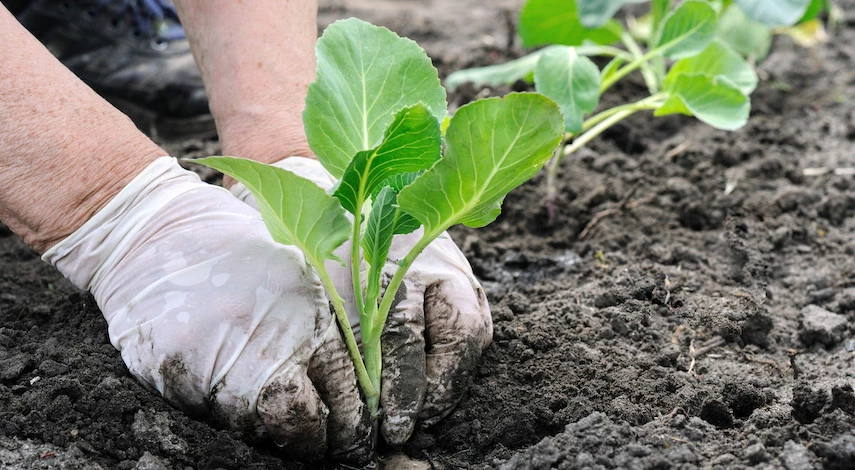 посадка капусты в июне