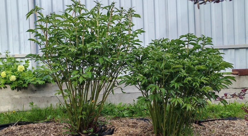 пионы не цвели