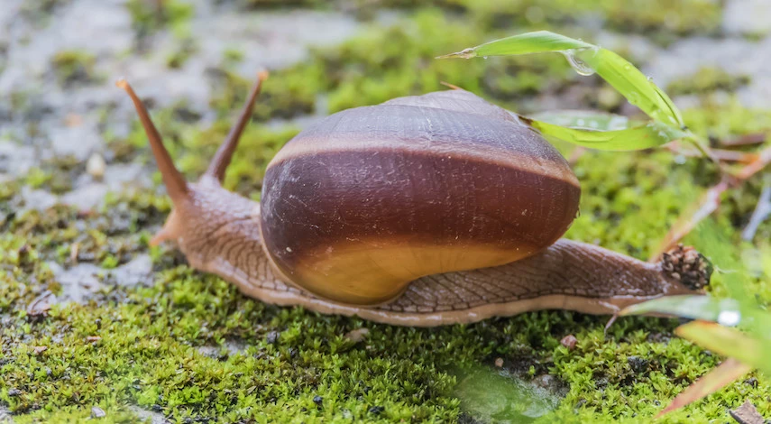 как избавиться от слизней