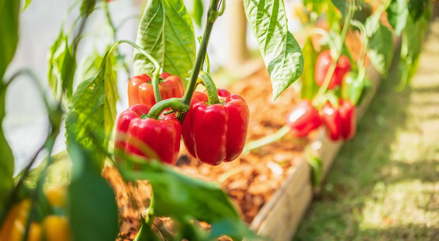 подкормки перца в июле