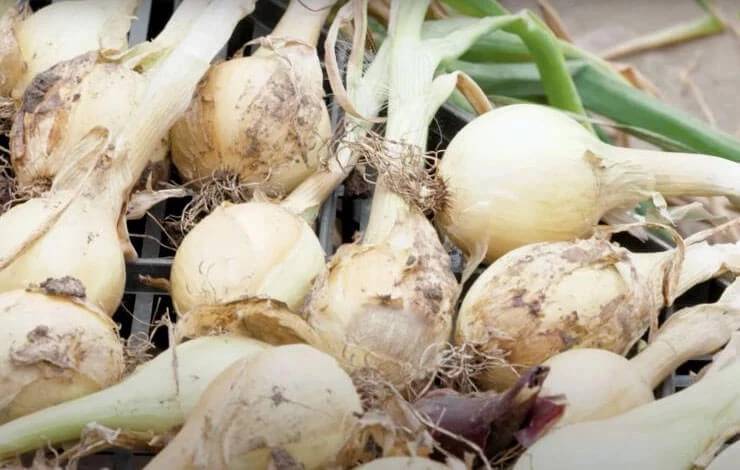лук на хранение