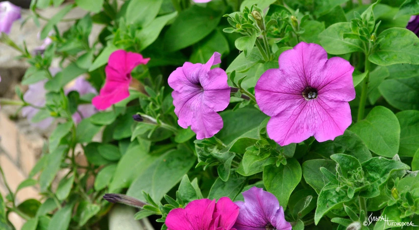 подкормка петунии июль