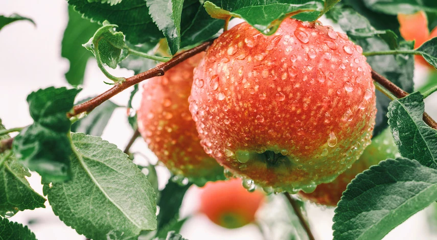 полив деревьев в июле