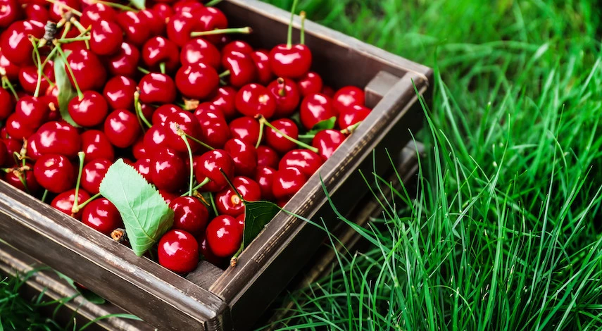 когда собирать вишню