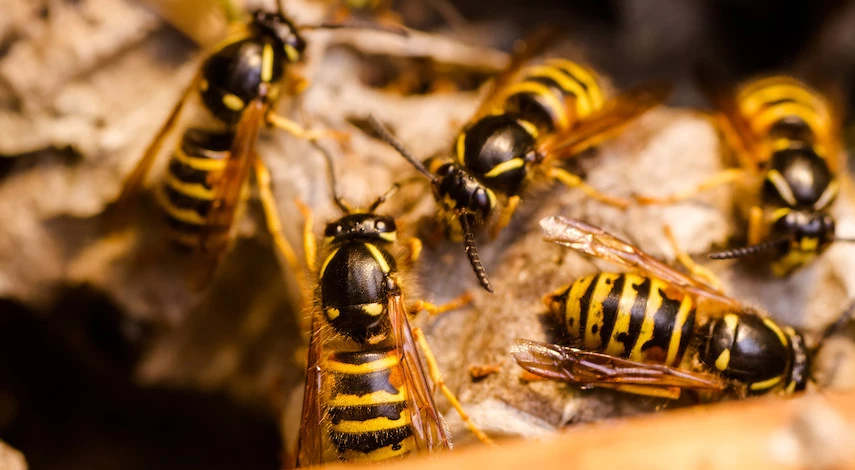 как избавиться от ос