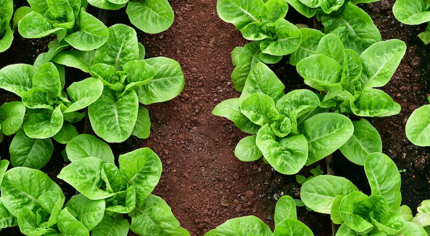 какую зелень сажать в июле