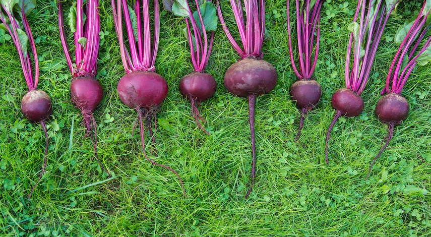 подкормки свеклы в июле