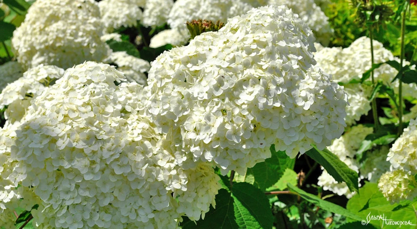 черенкование гортензии в августе
