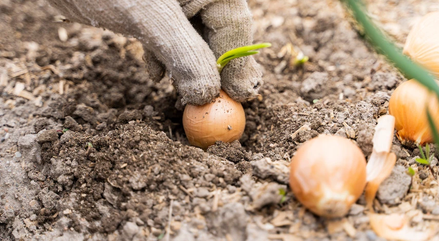 посадка лука в августе