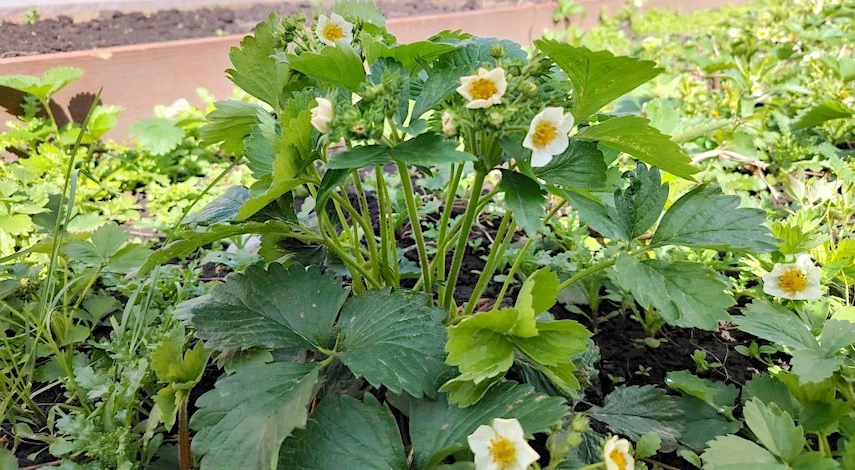 что посеять во вторую волну