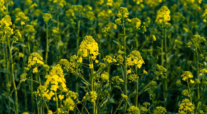 посев сидератов в августе