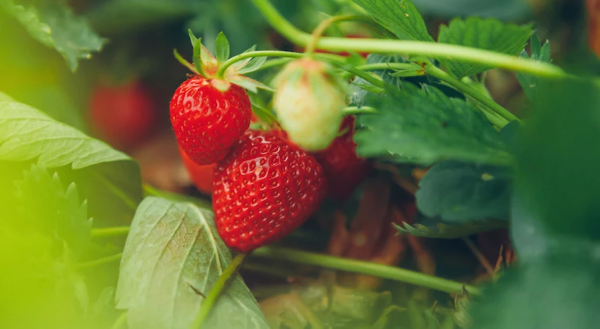 подкормка клубники после плодоношения