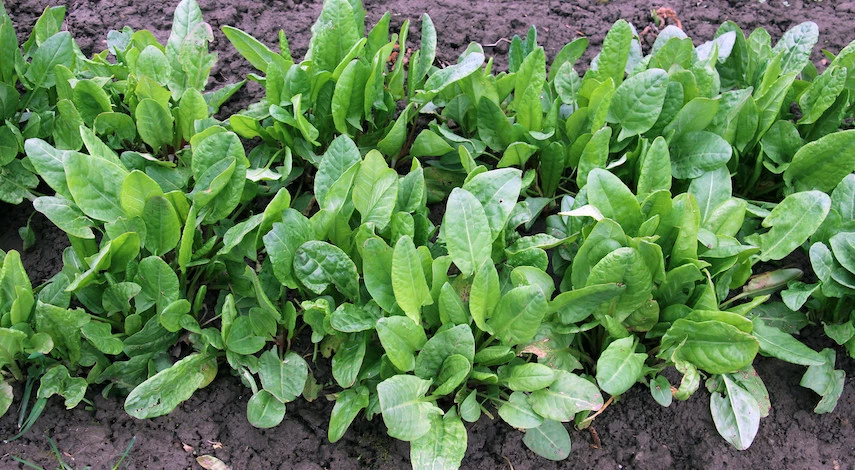 Посев щавеля под зиму