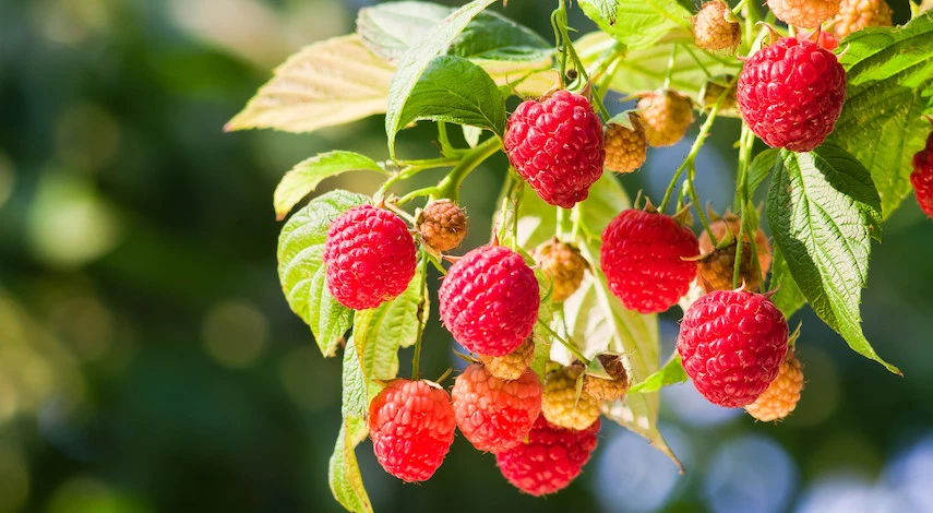 обрезка малины в августе