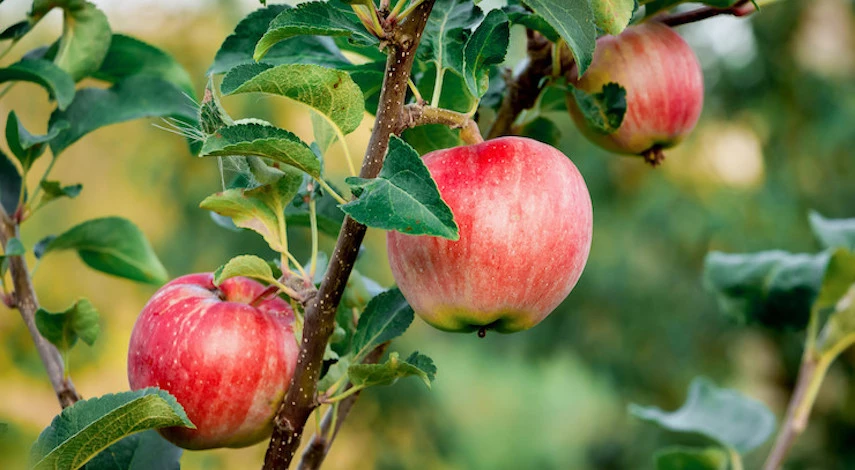 укрытие молодых яблонь на зиму