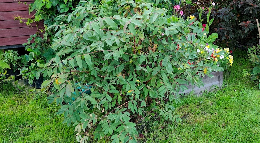 жимолость в августе