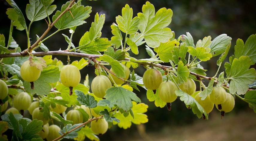 мучнистая роса на крыжовнике в августе