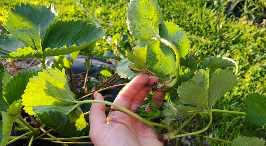 размножение клубники усами