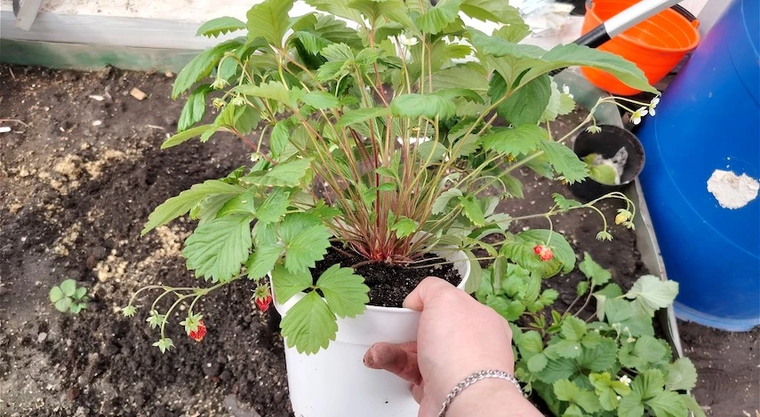 что посеять в августе